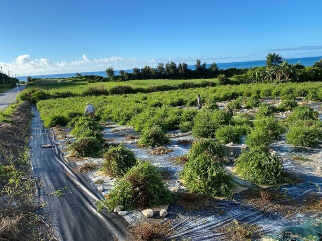 沖縄で栽培されている国産ヘナ